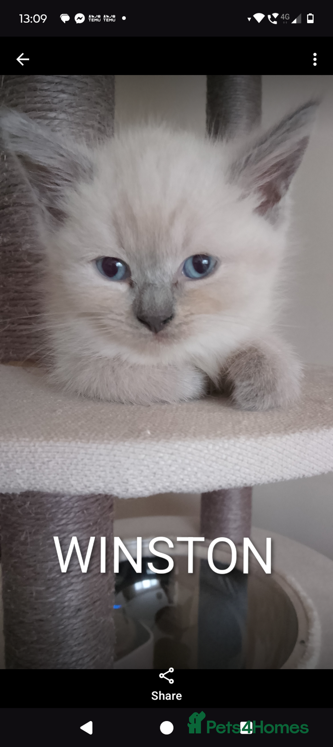 Ragdoll cats for sale: 4 stunning ragdoll kittens left - Image 2