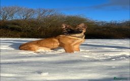 German Shepherd dogs for sale: Matilda  - Image 1