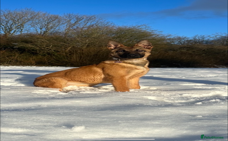 German Shepherd dogs - Advert 9
