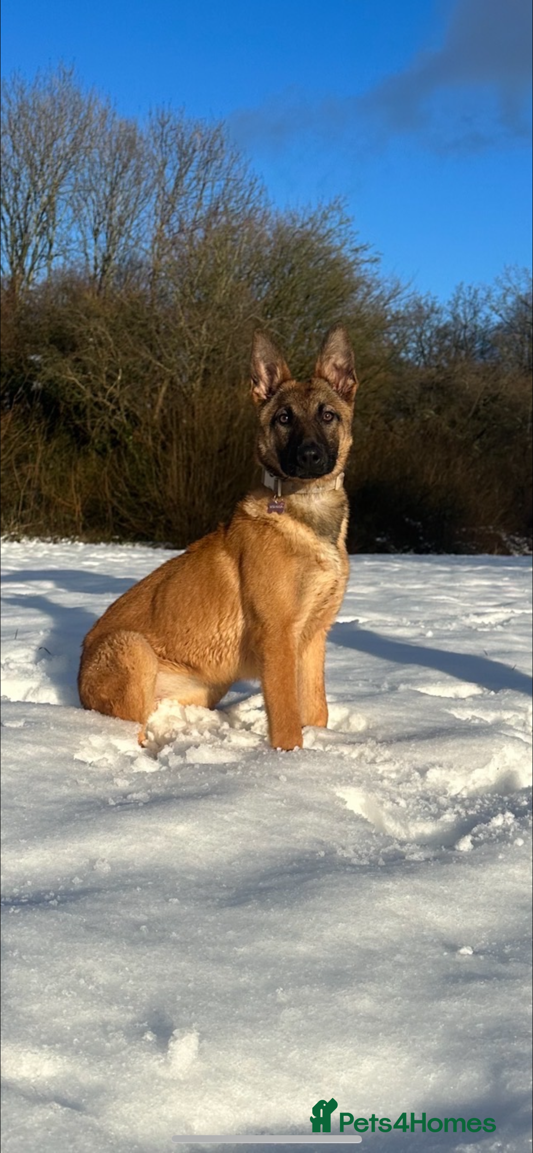 German Shepherd dogs for sale: Matilda  - Image 1
