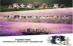 Miniature American Shepherd dogs for sale: 9 Miniature American Shepherd Puppies - Image 1