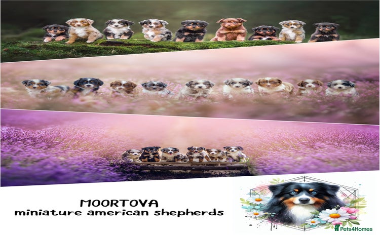 Miniature American Shepherd dogs - Advert 1