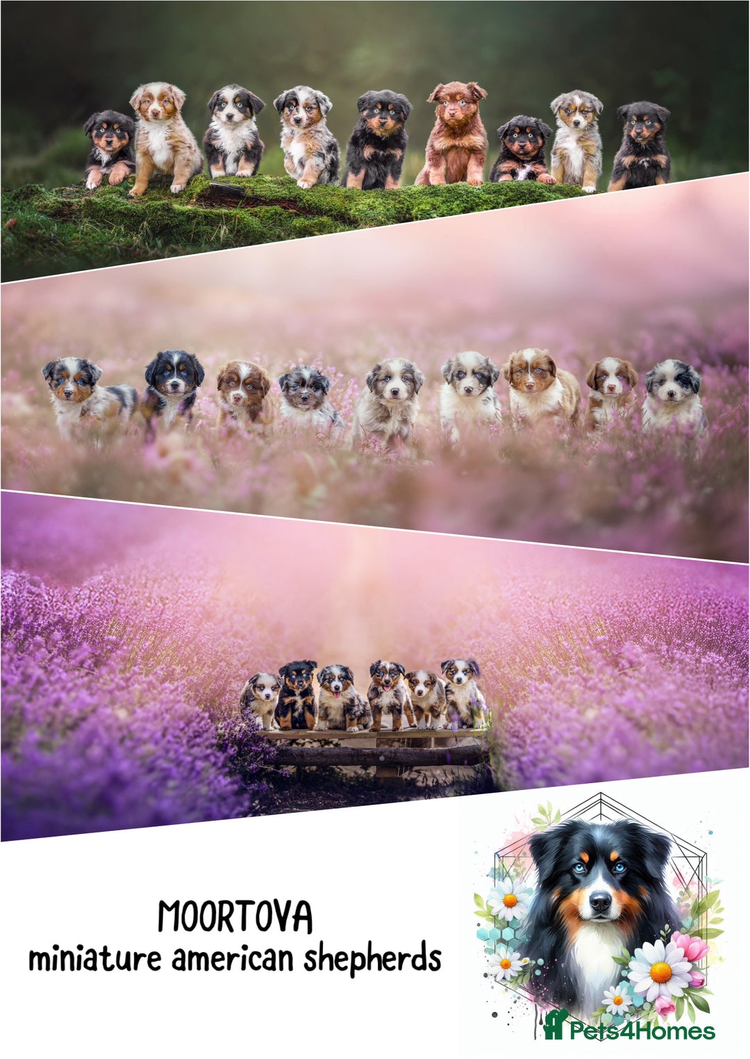 Miniature American Shepherd dogs for sale: 9 Miniature American Shepherd Puppies - Image 1