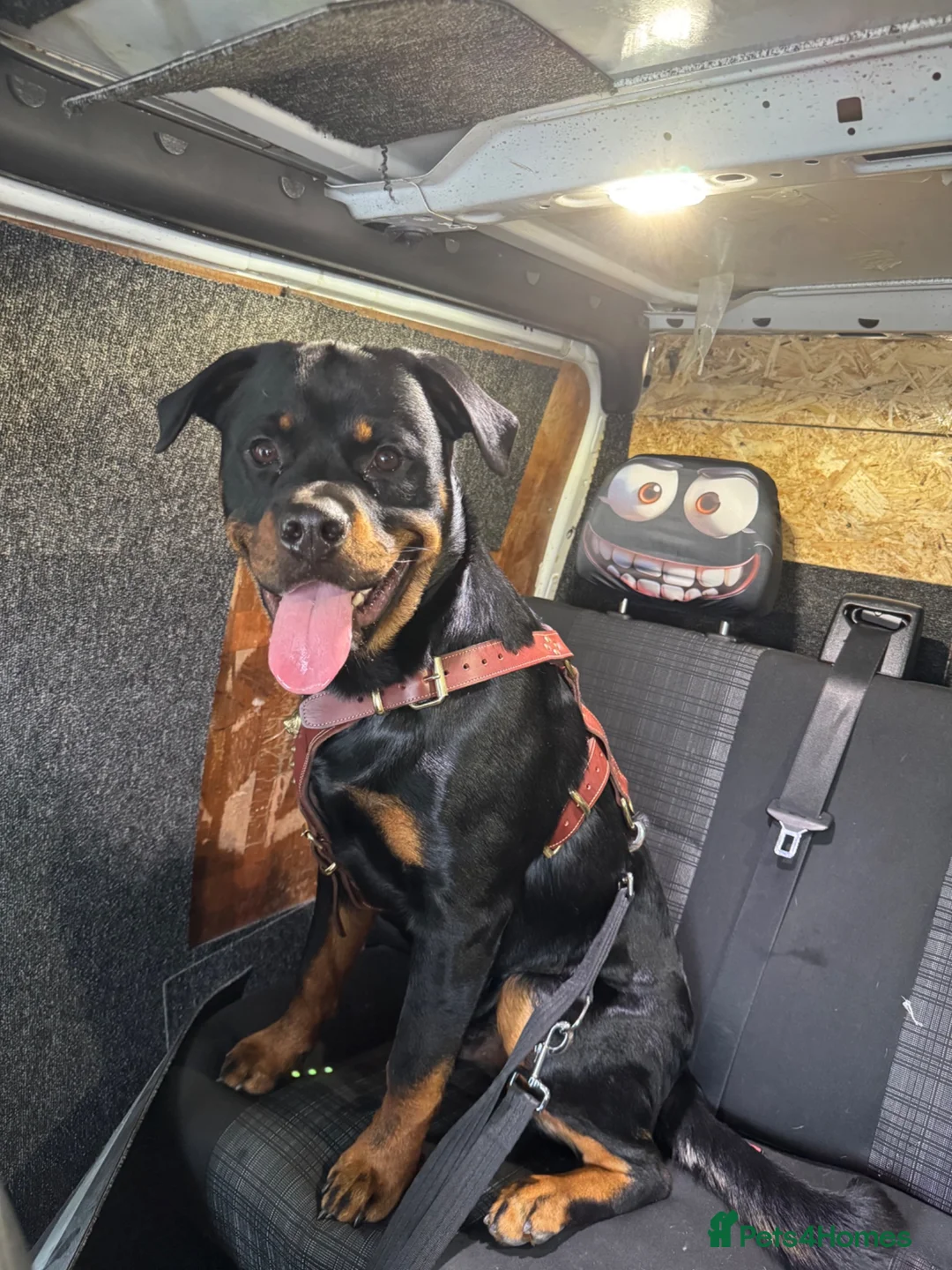 Mixed Breed dogs for sale: 3 boys 2 girls  - Advert 4