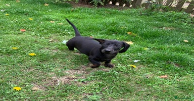 Miniature Dachshund dogs - Advert 13