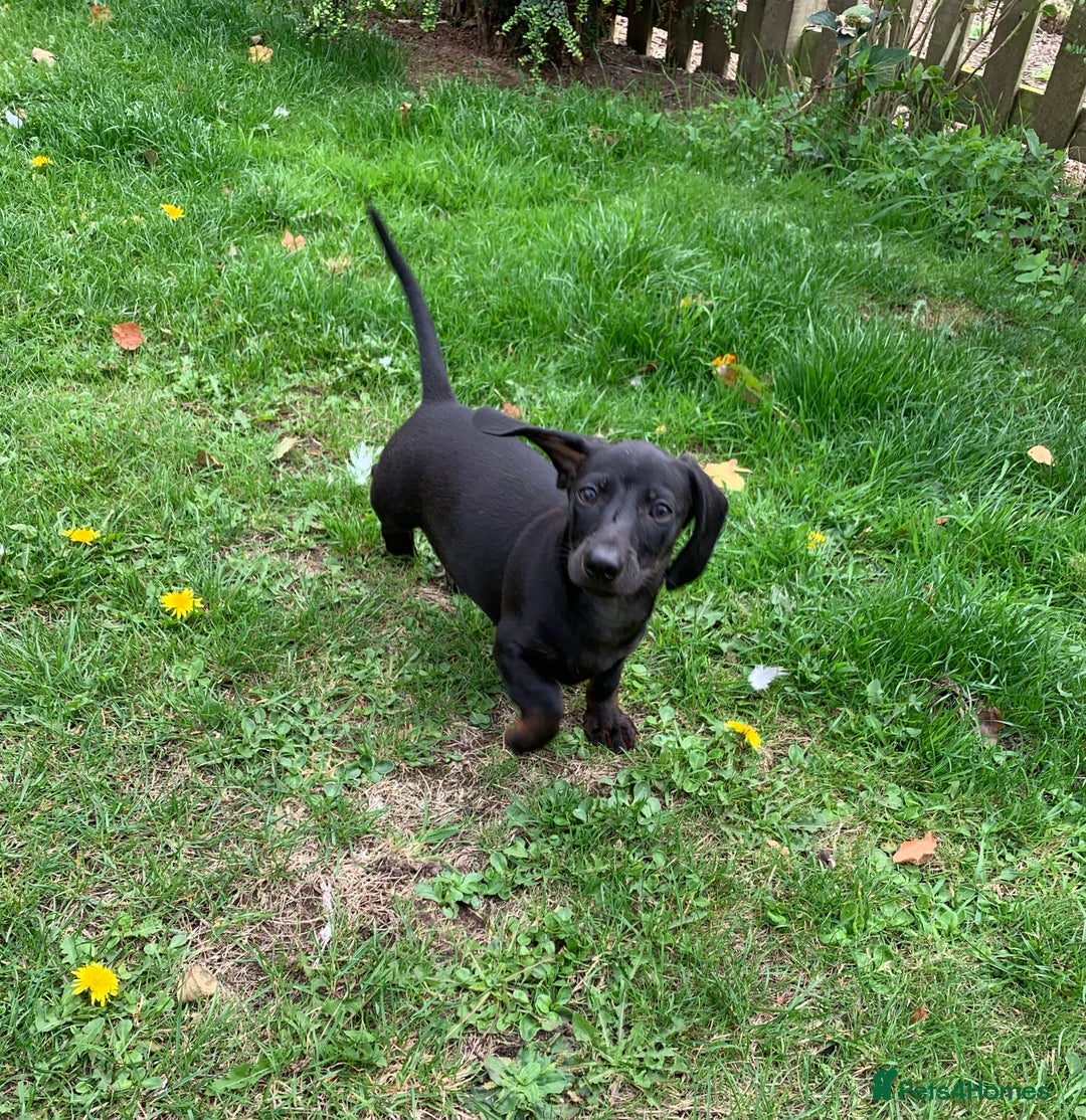 Miniature Dachshund dogs for sale: Beautiful mini daxi puppies pra clear READY NOW - Image 23