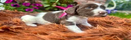 English Springer Spaniel dogs for sale: Springer Spaniel Puppies in Shrewsbury - Advert 14