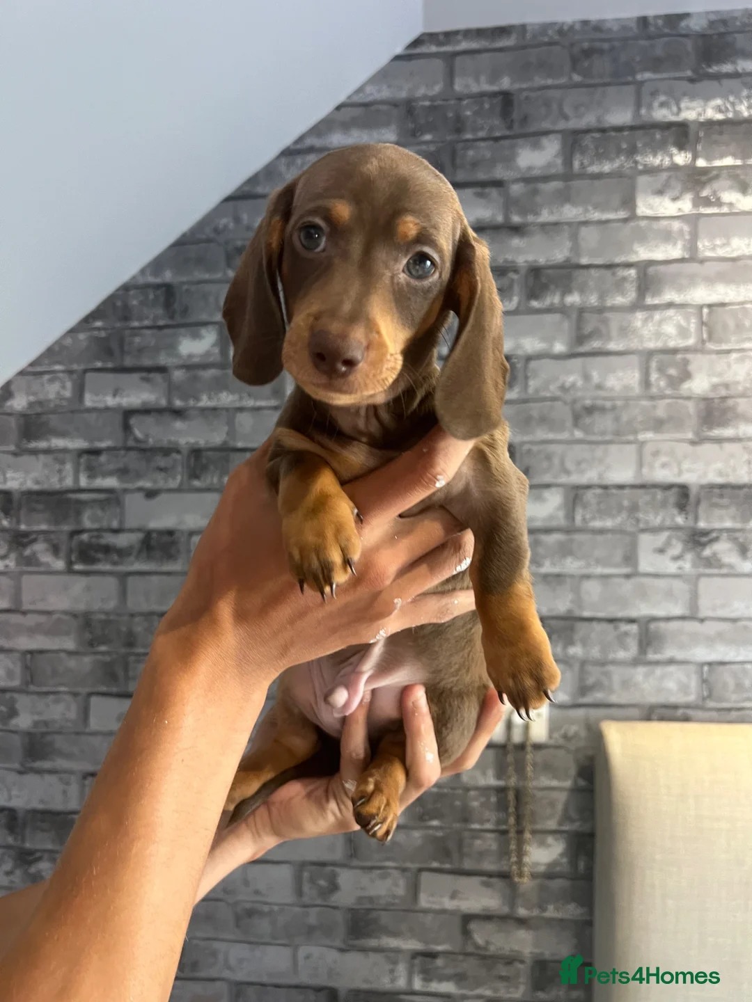 Miniature Dachshund dogs for sale: Miniature Dashchunds Puppies - Advert 2