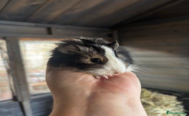 Guinea Pig rodents - Advert 17