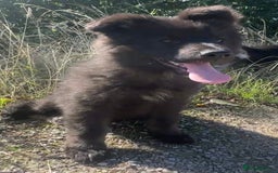 German Shepherd dogs for sale: Ready to go German Shepherd Alsatian puppies - Image 5