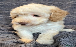 Miniature Poodle dogs for sale: Miniature Poodle Puppies Available.  - Image 12
