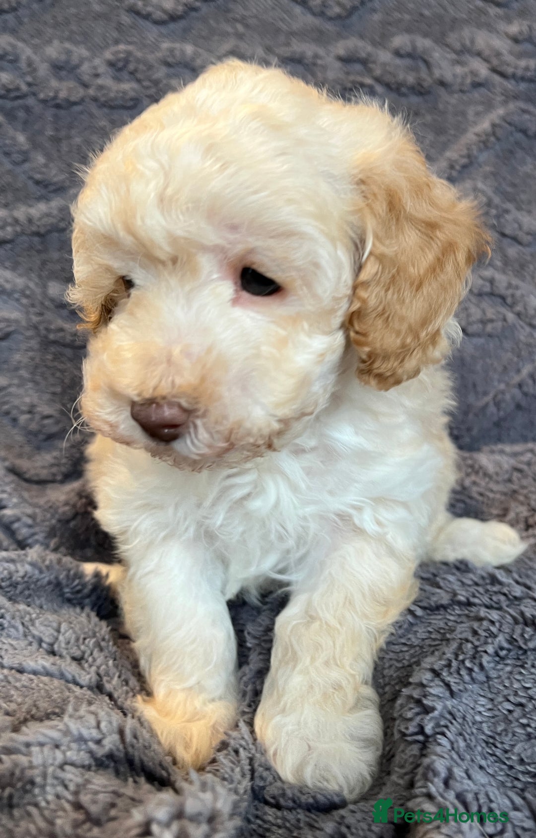 Miniature Poodle dogs for sale: Miniature Poodle Puppies Available.  - Image 12