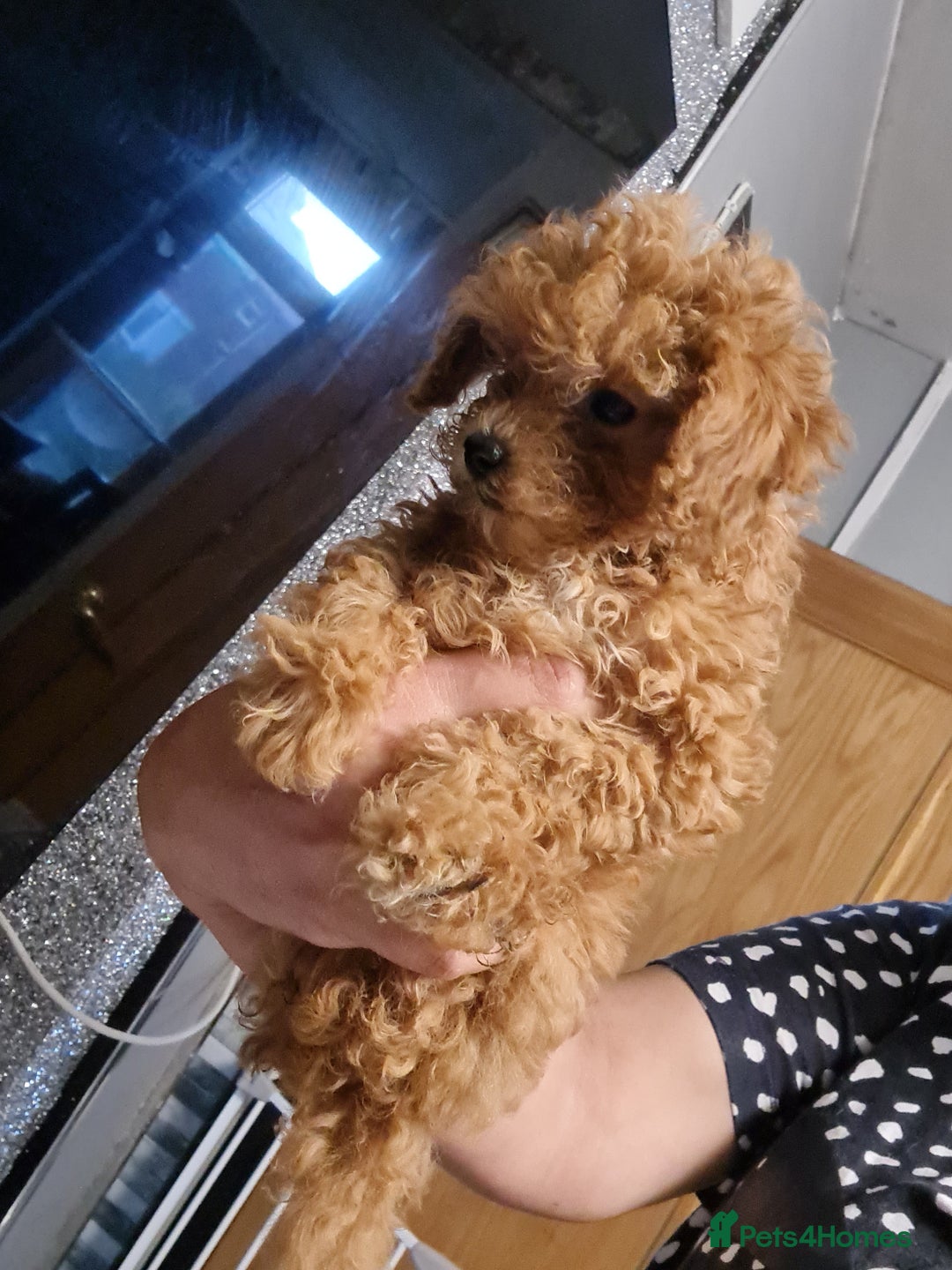 Toy Poodle dogs for sale: Tiny kc Russian background toy poodle poppies  - Image 36