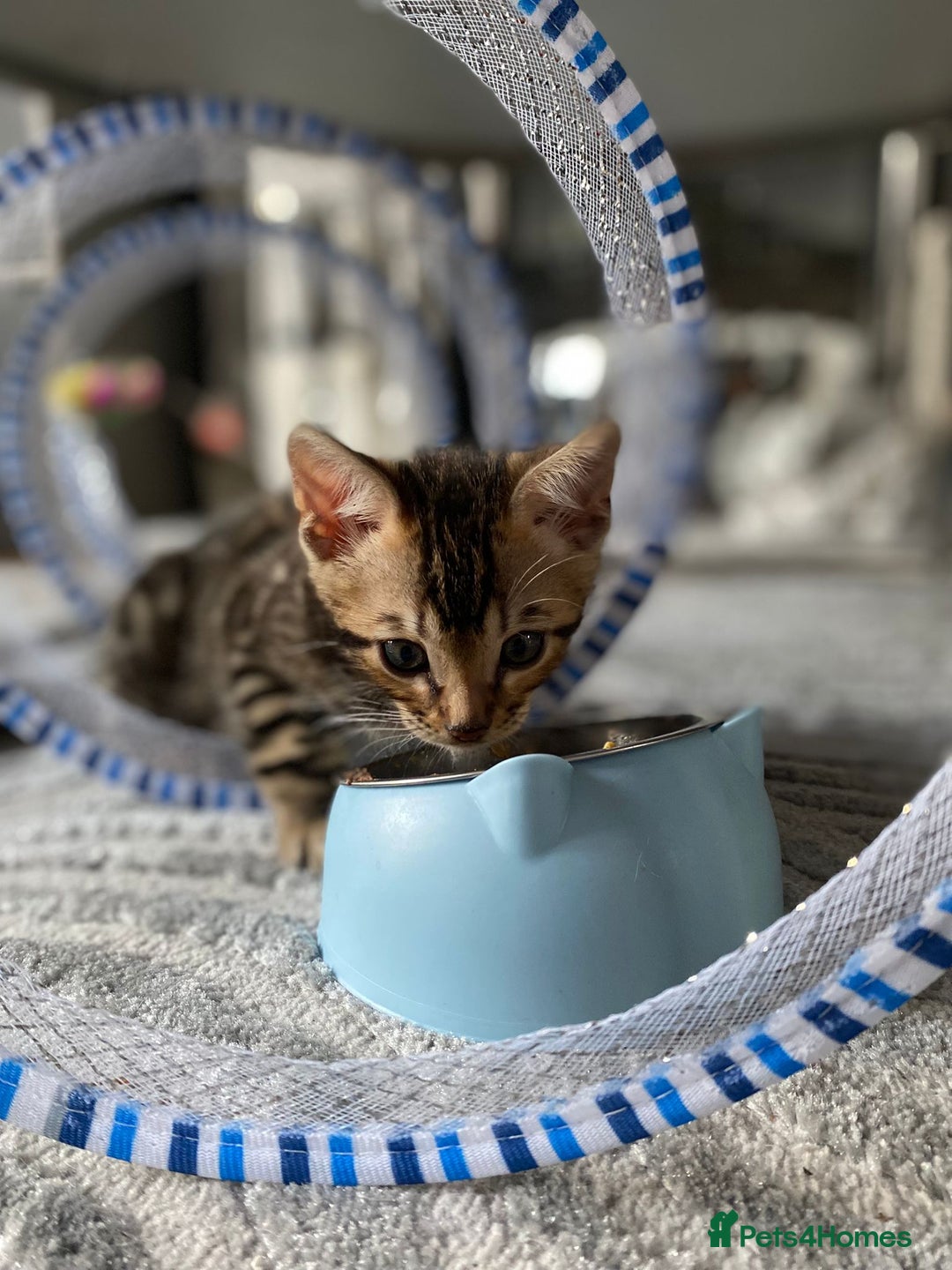 Bengal cats for sale: Bengal4U - Advert 4