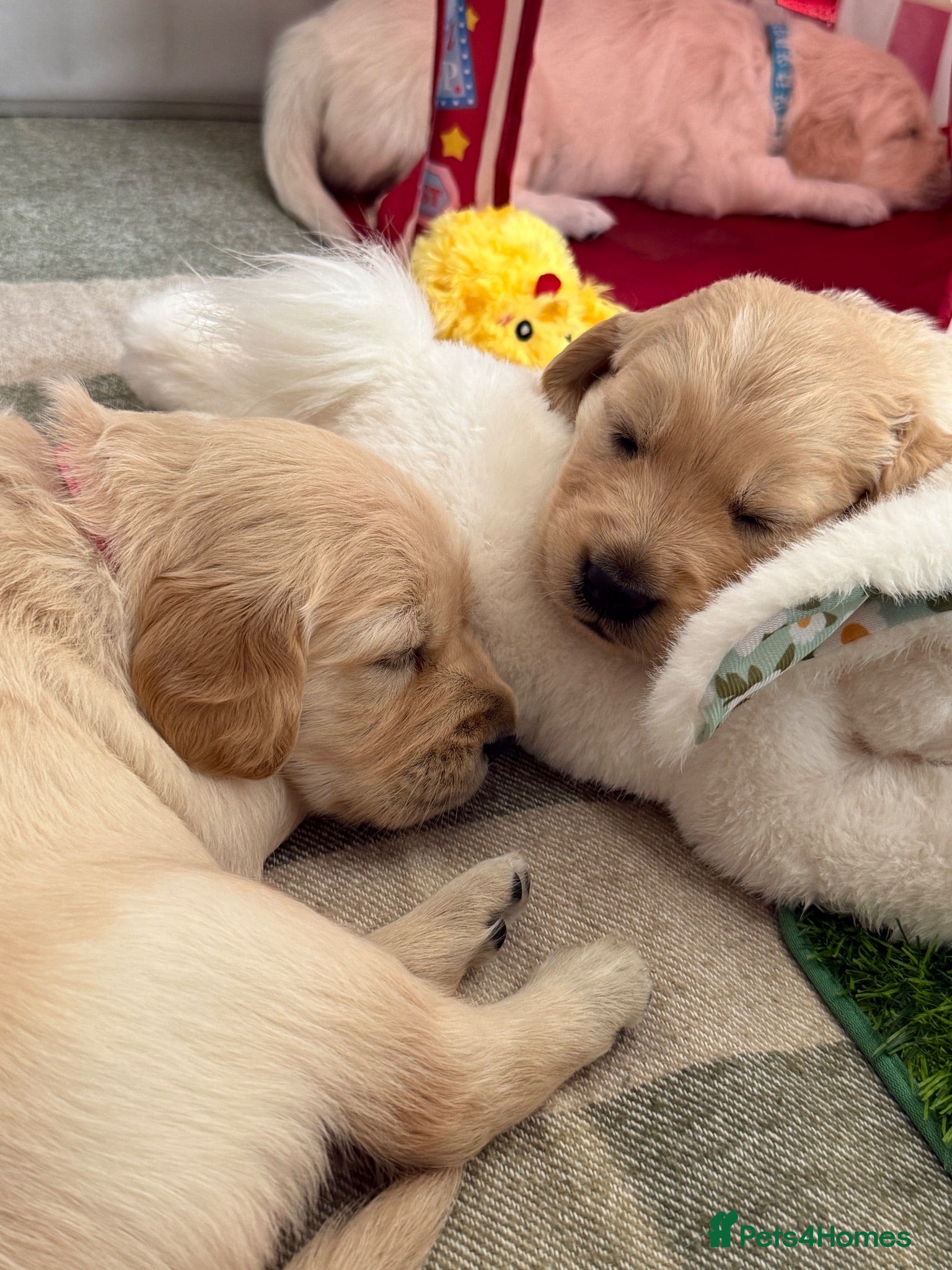 Golden Retriever dogs KC registered golden retriever puppies - Advert 2