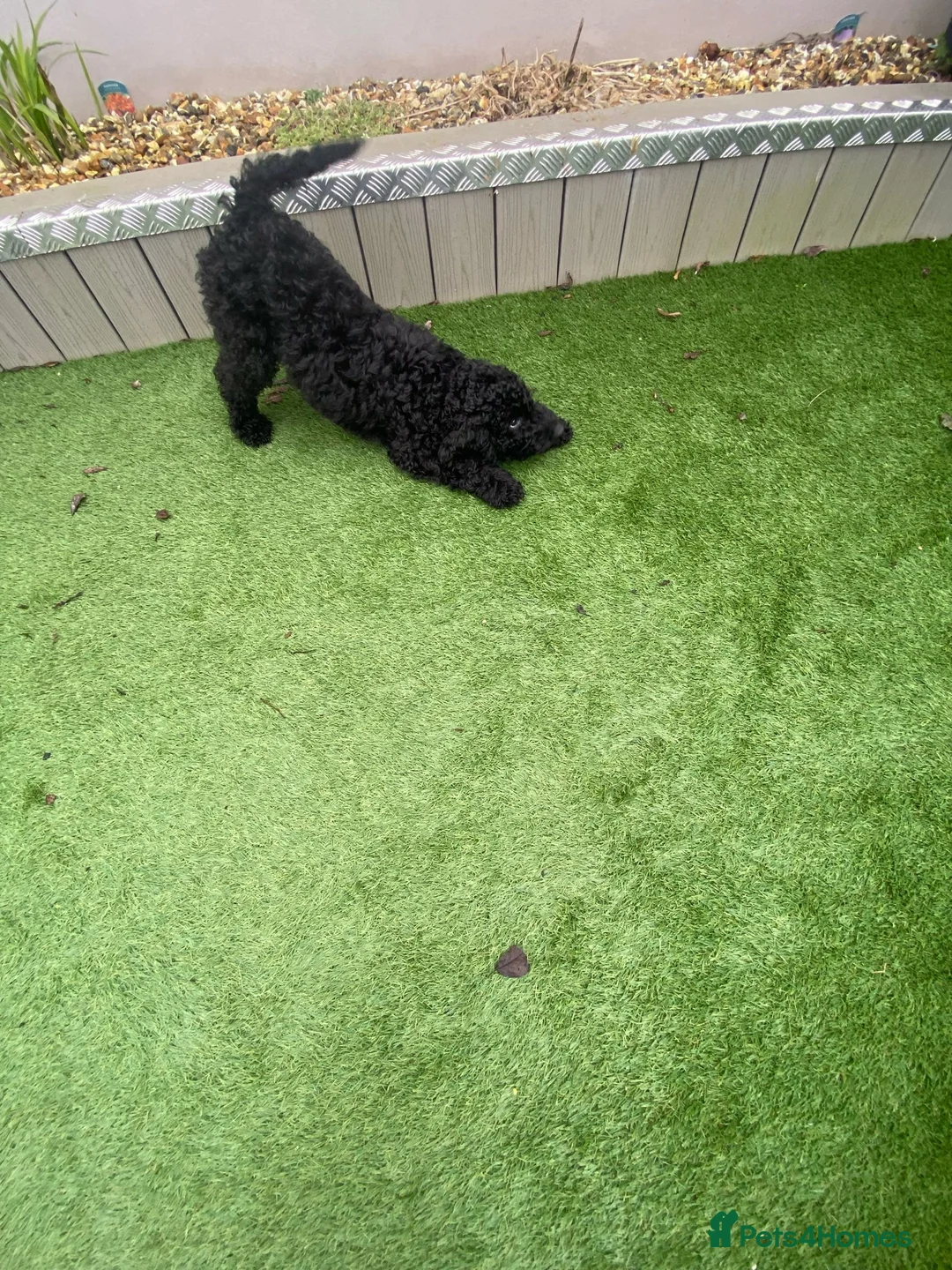 Goldendoodle dogs for sale: Golden Doodle male puppy - Advert 3