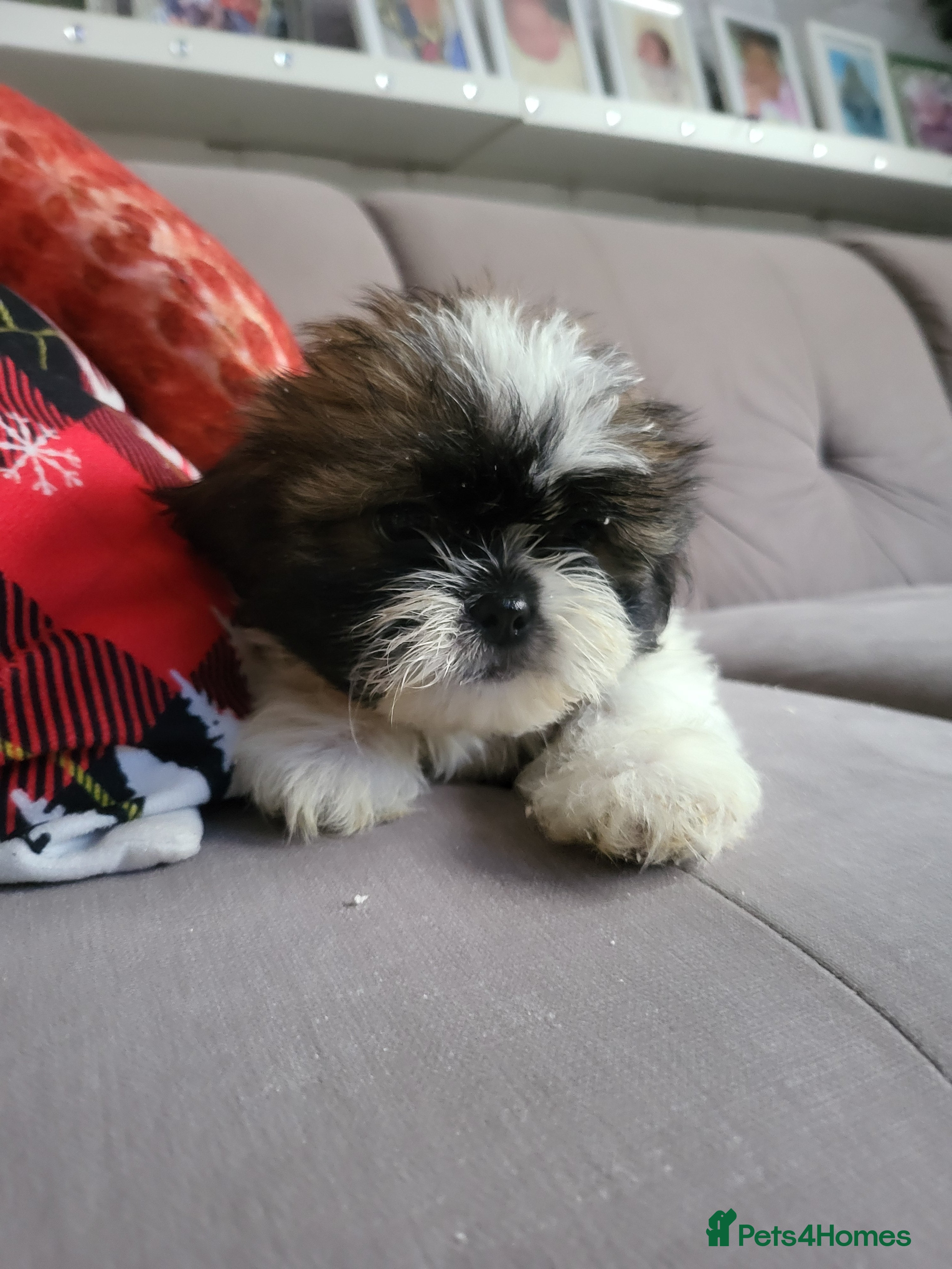 Shih Tzu dogs Shih tzu puppies - Advert 4