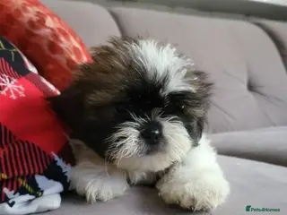 Shih Tzu dogs Shih tzu puppies - Advert 4