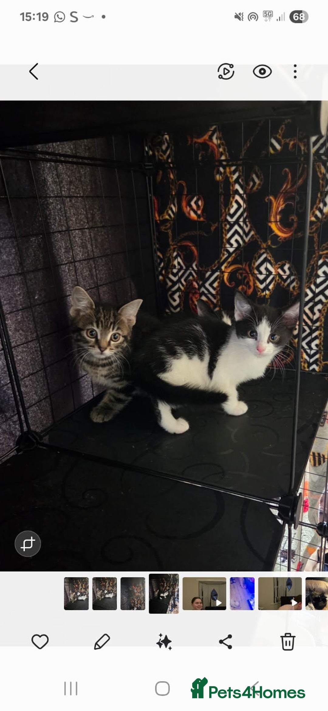 Mixed Breed cats for sale: Gorgeous kittens ready - Advert 5