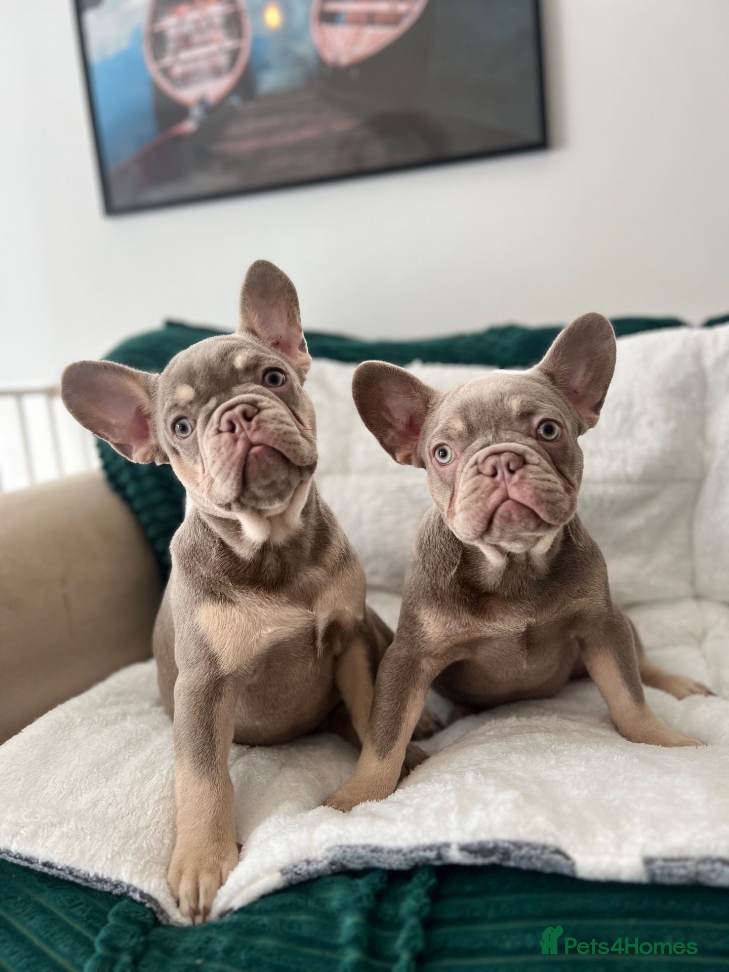 French Bulldog dogs Last Girls French Bulldog DNA Clear - Advert 1