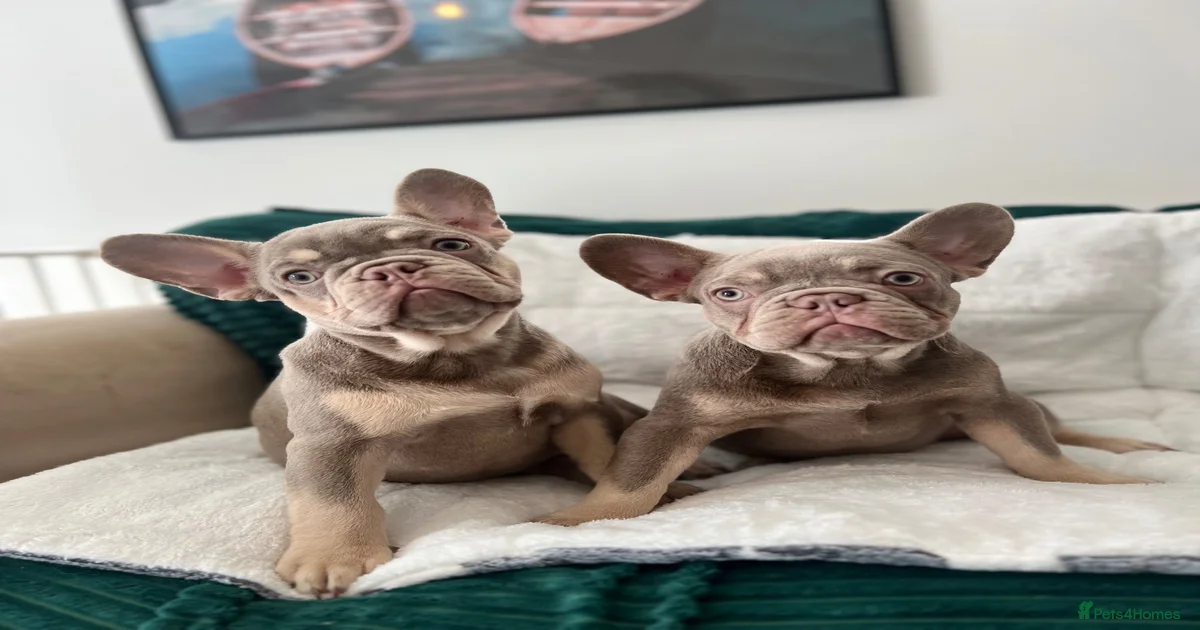 Free for sale Puppies for sale | Pets4Homes