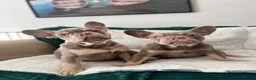 French Bulldog dogs for sale: Last Girls French Bulldog DNA Clear - Advert 24
