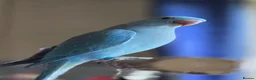 Ringnecks birds for sale: Male Indian ringneck for sale  - Advert 1