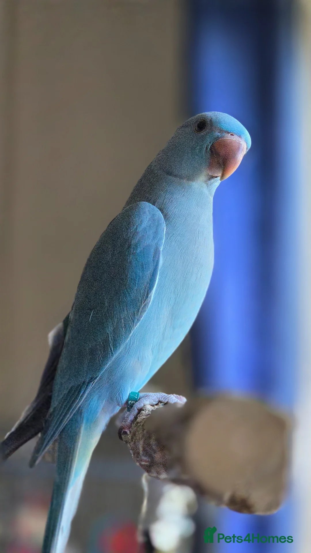 Ringnecks birds for sale: Male Indian ringneck for sale  - Advert 1