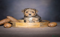Yorkshire Terrier dogs for sale: Colorful Yorkshire Terrier puppies for sale - Image 11