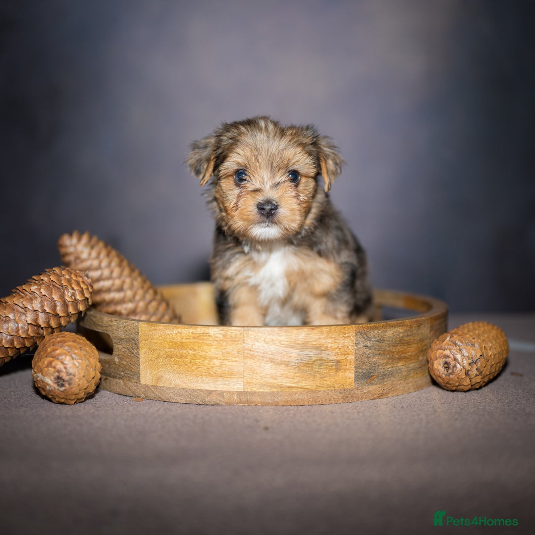 Yorkshire Terrier dogs for sale: Colorful Yorkshire Terrier puppies for sale - Image 11