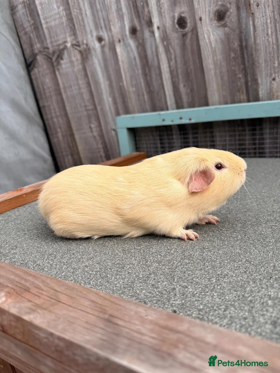 Guinea Pig rodents for sale: Stunning pair of boars - Advert 2