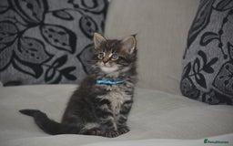 Maine Coon cats for sale: Maine Coon kittens World Champion bloodline ❤️ - Image 5