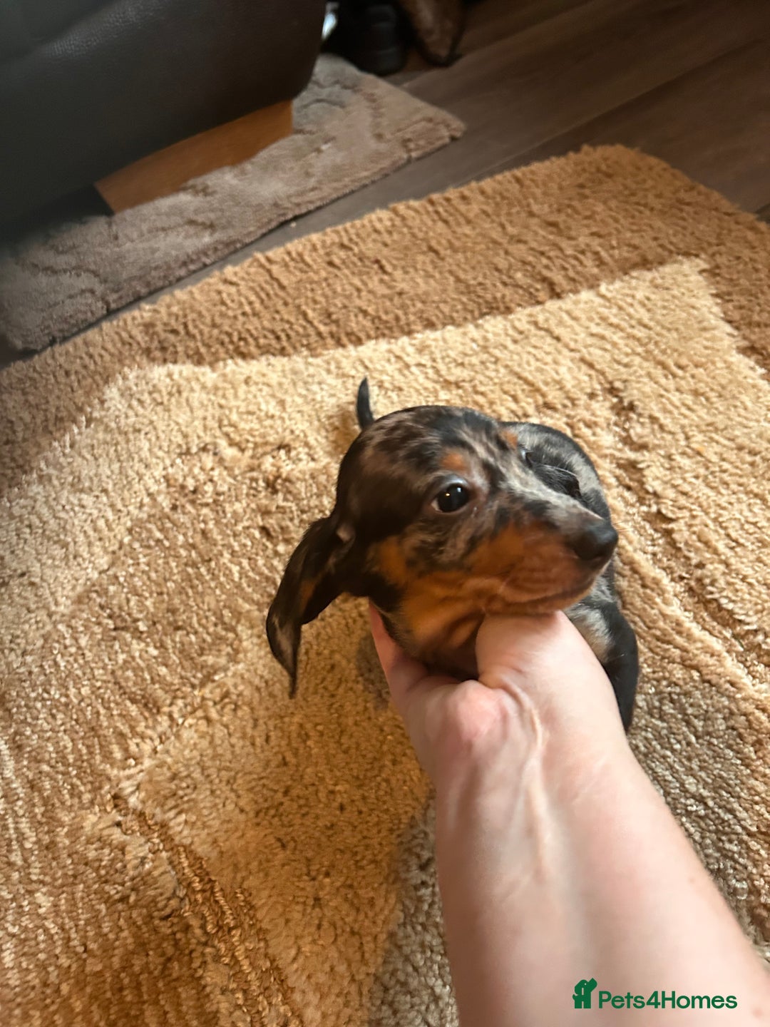 Miniature Dachshund dogs for sale: Dachshund puppies boys and girls ready now - Advert 23