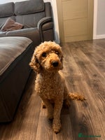 Cockapoo dogs Beautiful f1 cockapoo puppies - Advert 4