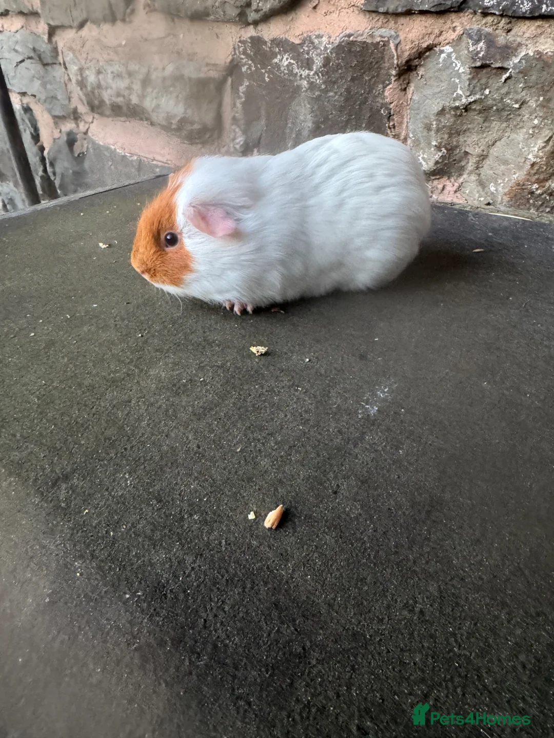 Guinea Pig rodents for sale: Stunning baby male guinea pig  - Advert 1