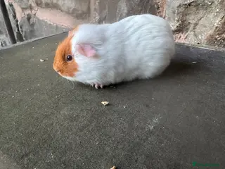 Guinea Pig rodents Stunning baby male guinea pig - Advert 7