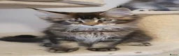 Maine Coon cats for sale: 🌟TICA🌟 reg pure maine coons - Advert 25