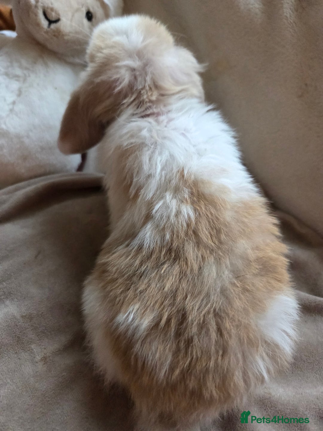 Mini Lop rabbits for sale: 🐰Beautiful baby mini lops 🐰 - Advert 13