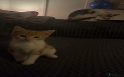 Mixed Breed cats for sale: 2 kittens for sale  - Image 4