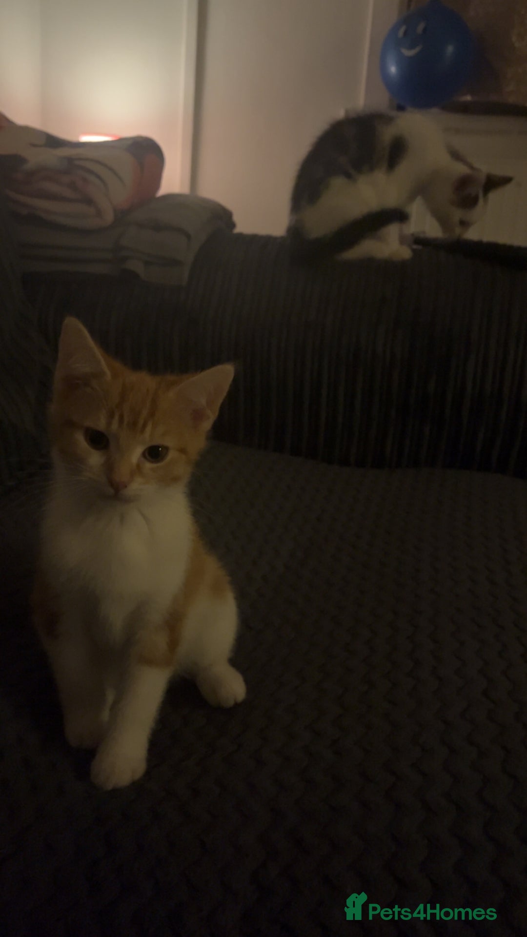 Mixed Breed cats for sale: 2 kittens for sale  - Image 4