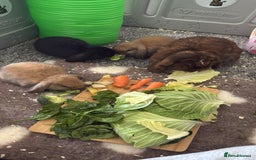 Mini Lop rabbits for sale: Beautiful Baby Mini Lops - Image 10