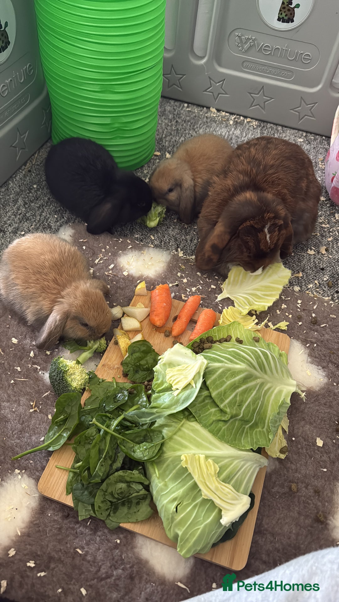 Mini Lop rabbits for sale: Beautiful Baby Mini Lops - Image 10