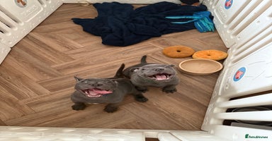 Staffordshire Bull Terrier dogs - Advert 2