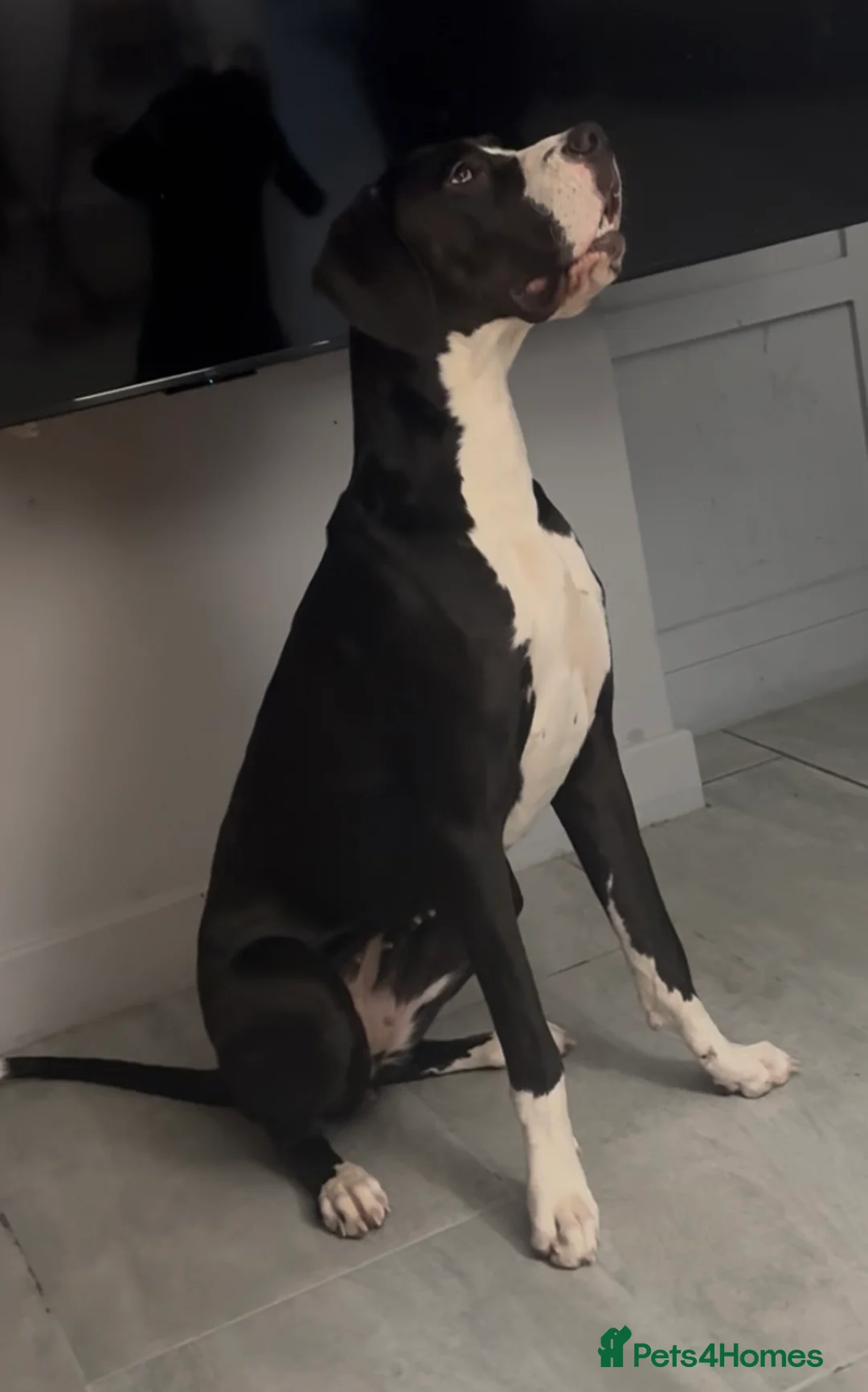 Great Dane dogs for sale: 🏡 Beautiful 13-Month-Old Mantle Great Dane 🤍🖤 - Advert 2