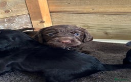 Cocker Spaniel dogs for sale: 5 Adorable working cocker spaniel pups 🐶  - Image 10