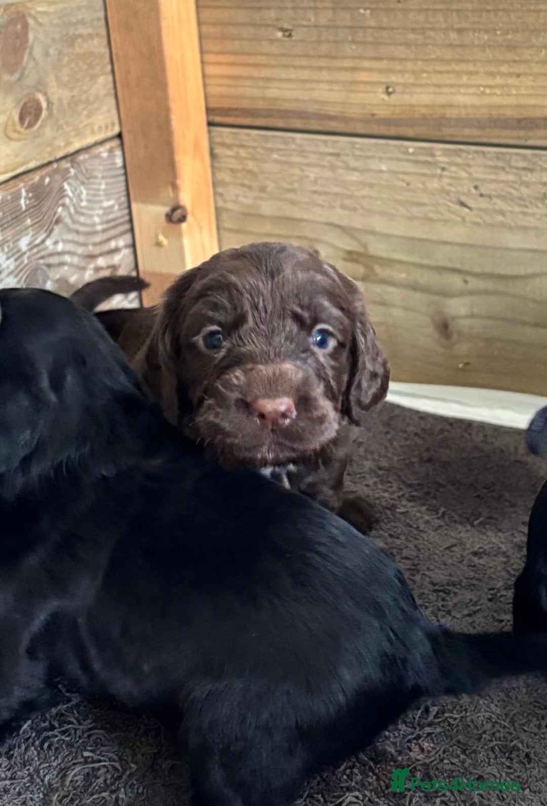 Cocker Spaniel dogs for sale: 5 Adorable working cocker spaniel pups 🐶  - Image 10