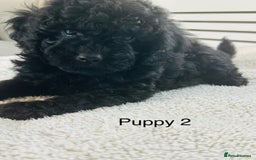 Toy Poodle dogs for sale: Pure Black Toy Poodles Puppies £700  - Image 12