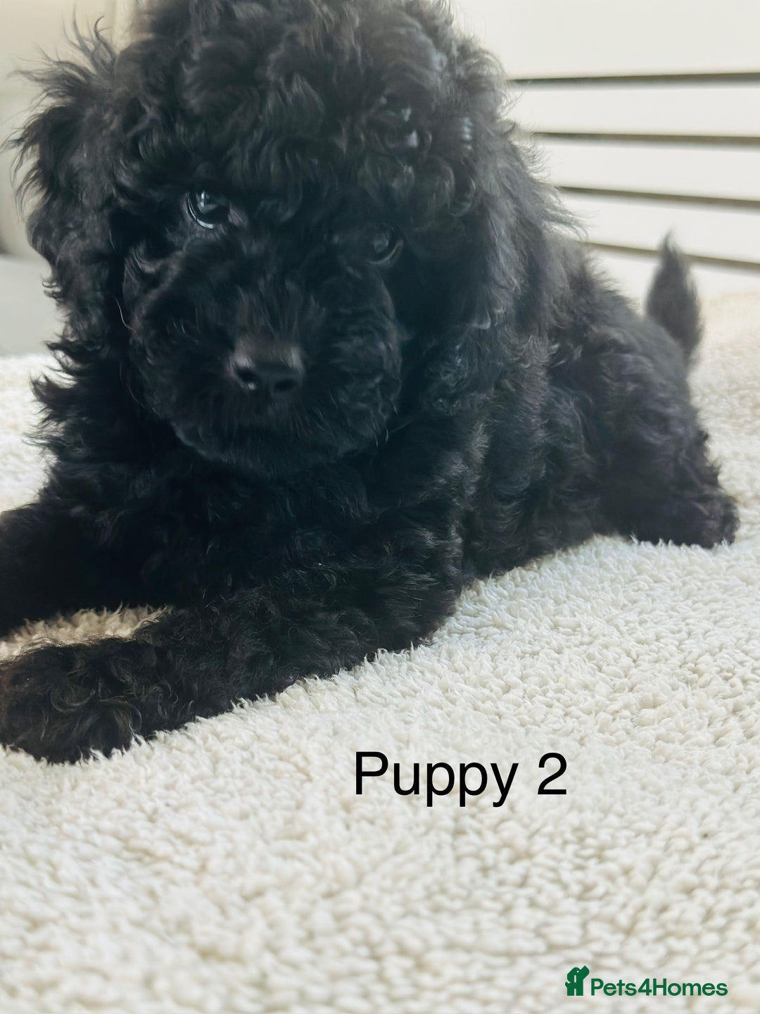 Toy Poodle dogs for sale: Pure Black Toy Poodles Puppies £700  - Image 12