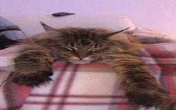 Maine Coon cats for sale: 11 year old Maine coon girl for rehome - Image 24