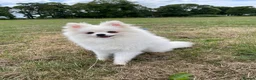 Pomchi dogs for sale: Beautiful little Kc registered white male in London - Advert 7